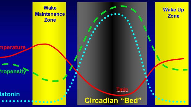 Hypothesized Three Hour Phase Advance Sleep?
