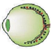 VISUAL AND NON-VISUAL RETINAL PATHWAYS Geniculate Nucleus Visual Cortex Superior Colliculus PERCEPTUAL VISION Olfactory Tubercule Preoptic SCN Habenula IGL LH, RCh OPN Melanopsin retinal ganglion