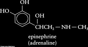 Synthesized from the amino acid tyrosine Norepinephrine Synthesized from dopamine and may be associated with mental illness Serotonin