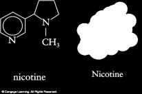 Biologically Important Amines - Alkaloids Alkaloids - Class of nitrogen-containing organic compounds obtained from plants Include