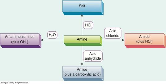 to the nitrogen atom of the amides: Name of