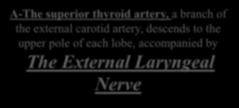 of the external carotid artery, descends