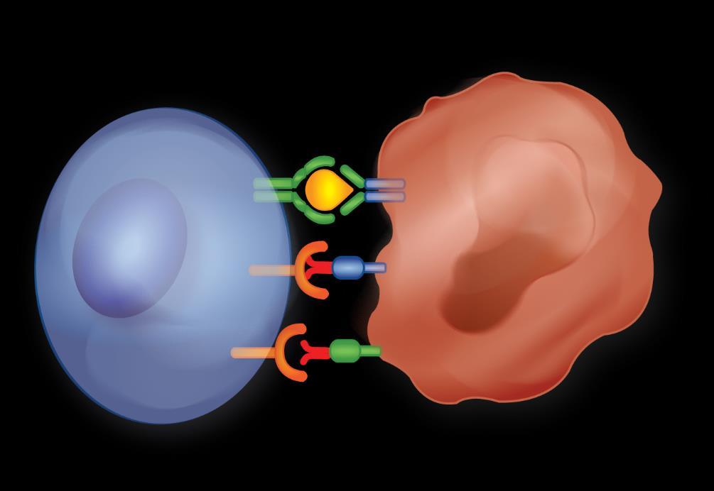Nivolumab and Ipilimumab Mechanism of Action CTLA-4 blockade (ipilimumab) PD-1 blockade (nivolumab) APC T-cell interaction