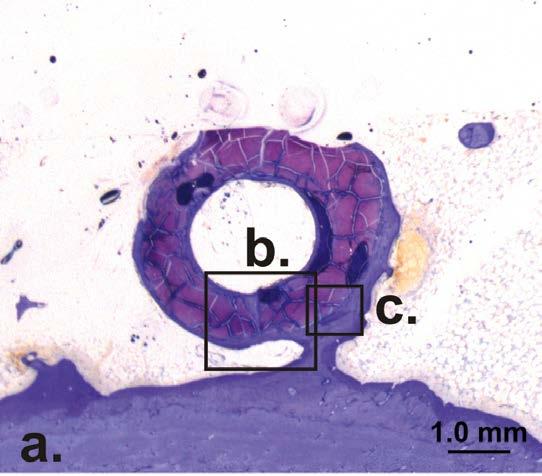 Figure left: Histological evaluations in an animal study verified full and complete
