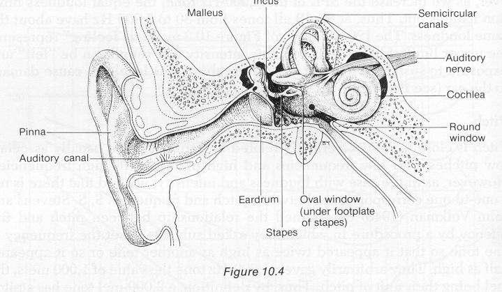 The middle ear is the