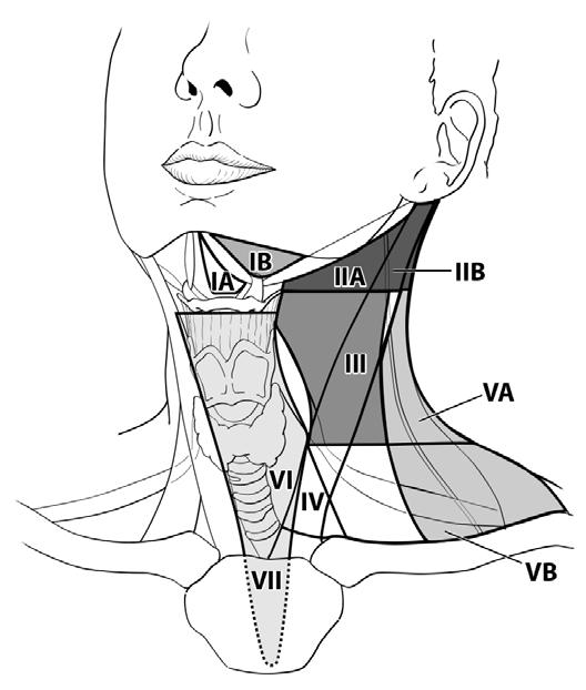 8 Anatomy FIGURE 5.1. Schematic indicating the location of the lymph node levels in the neck.