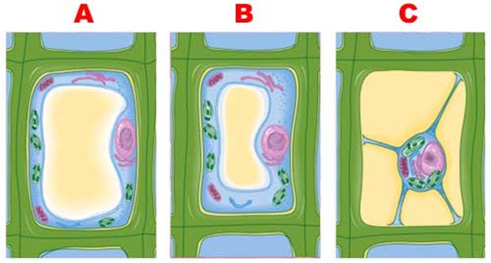 Osmosis in Plant Cells Identify which type of