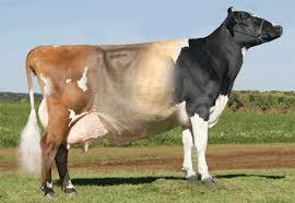 Cows of the future: Genes and