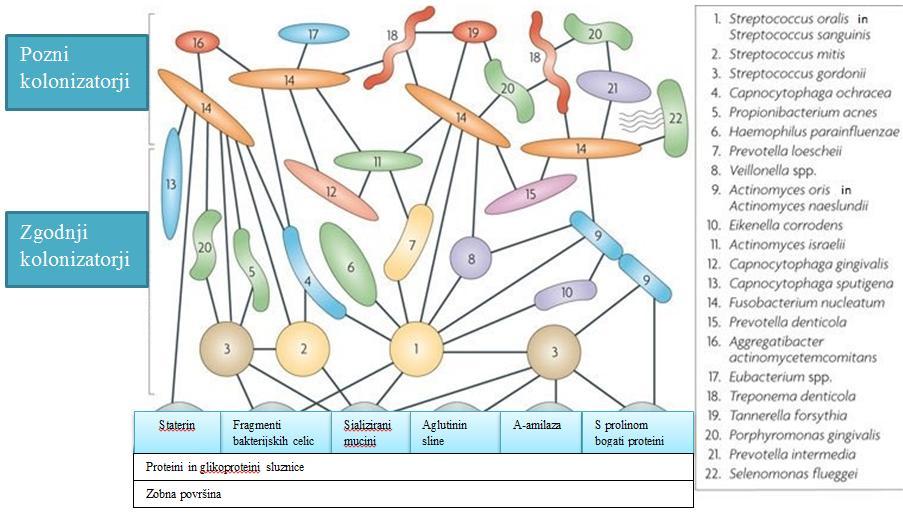 pri tem je, da sevi bakterij lahko interacirajo le s posameznimi ali mnogimi,genetsko različnimi bakterijami.(kolenbrander idr., 2010).