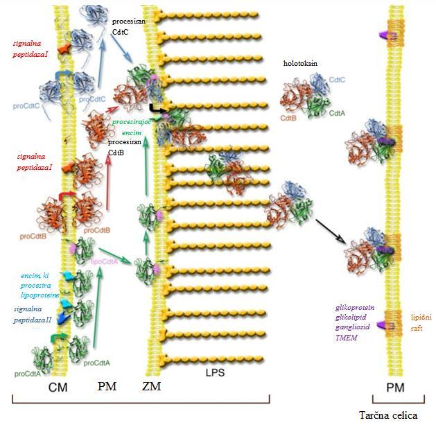 Slika 8: Model sinteze in sekrecije AaCdt pri bakteriji E. coli(povzeto po DiRienzo, 2014) 6.