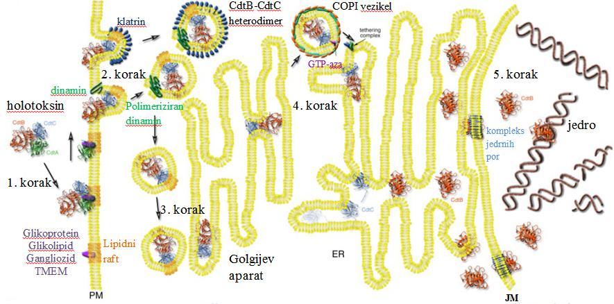 Golgijevega aparata v endoplazmatski retikulum. CdtB najverjetneje stopi v jedro skozi komplekst jedrnih por in v jedru deluje genotoksično (DiRienzo, 2014).