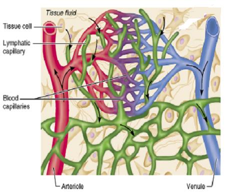 THE IMMUNE SYSTEM Dinithi Peiris Department of Zoology The Lymphatic System A system of vessels, cells and organs Vessels originate blindly and the structure is similar to that of a vein with valves