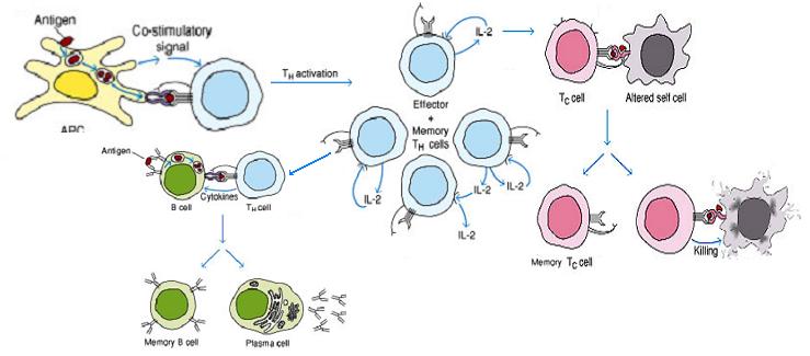 Antibodies B cells produce molecules called Antibodies (globulins) Initially known as γ-globulins and now they are called Immunoglobulins (Igs) Expressed as secreted and B- cell membrane-bound forms