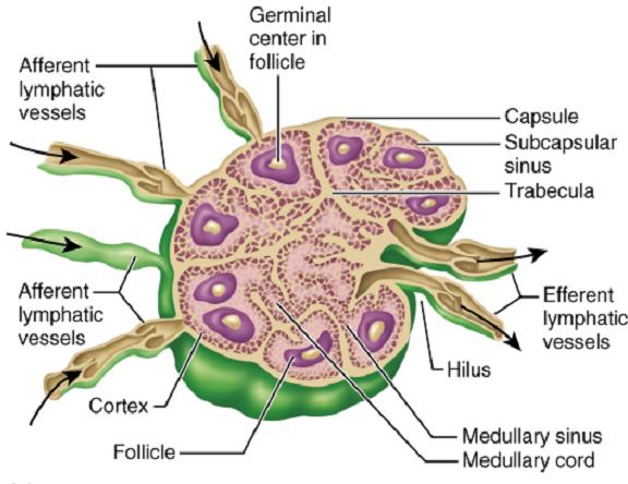 Lymphatic System: Components Lymph The fluid, lymph (=clear spring water), is what seeps out of the blood at the peripheral capillaries.