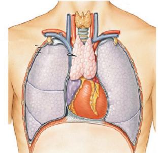 through the left and right subclavian veins Lymphatic System: Components Organs Primary lymphoid organs: Organs involved in development of cells of the