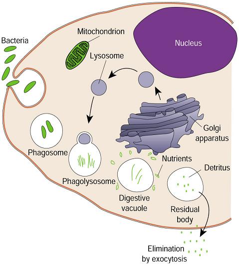 membrane envagination (sipping) Receptor-mediated endocytosis - macromolecules
