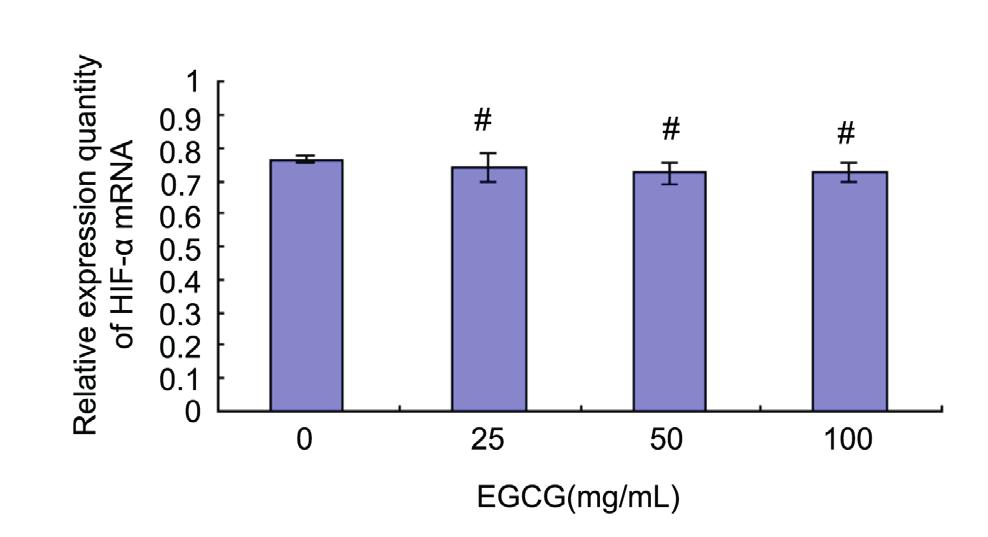 HIF-1α, VEGF and cell growth are decreased by EGCG 437 Figure 1. Effects of EGCG on cell growth of MCF-7 cells.