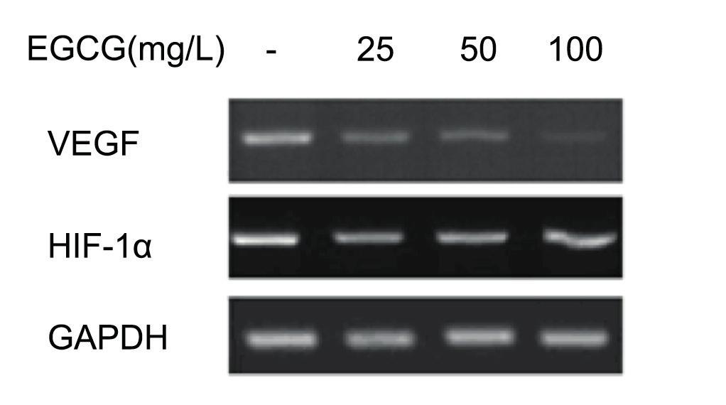 This Figure shows the relative expression of HIF-1α mrna. Quantitative data from 3 independent experiments (mean± SD). #p>0.05 compared with the vehicle control group. Figure 2.