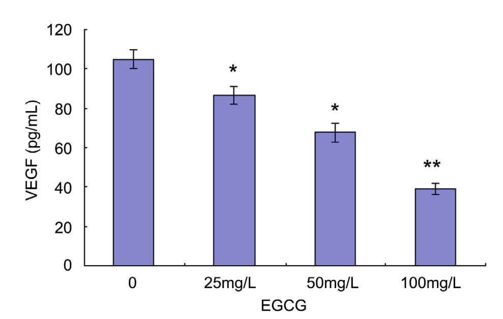 438 HIF-1α, VEGF and cell growth are decreased by EGCG As shown in Figure 7, the level of VEGF protein decreased significantly in the supernatants of the cultured MCF-7 cells pretreated with