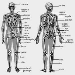 Skeletal System Composed of the body s bones and associated ligaments, tendons, and cartilages. Functions: 1.