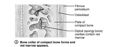 These vessels will eventually become entrapped within the growing bone. Initially, the intramembranous bone consists only of spongy bone.