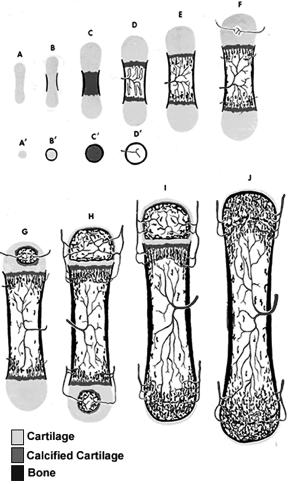 Growth in Bone Length Epiphyseal cartilage (close to the epiphysis) of the epiphyseal plate divides to create more