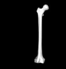 Bone Classification 4 types of bones: 1. Long Bones Much longer than they are wide.