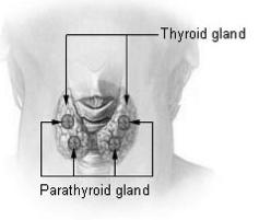 Parathyroid Hormone Released by the cells of the parathyroid gland in response to low blood [Ca 2+ ].Causes blood [Ca 2+ ] to increase.