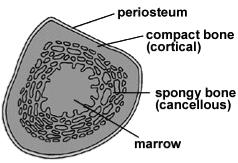 All bones consist of a dense, solid outer layer