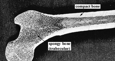 Bone is an extremely dynamic tissue!