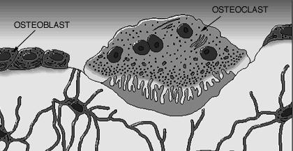 Here, we see a cartoon showing all 3 cell types. Osteoblasts and osteoclasts are indicated. Note the size of the osteoclast (compare it to the osteoblast), and note the ruffled border.