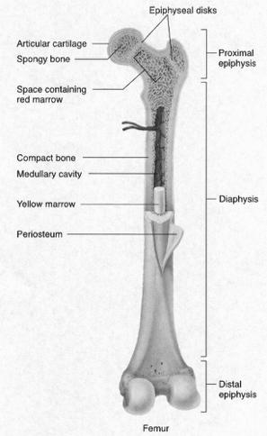 Consists of a thick collar of compact bone surrounding a central marrow cavity In adults, the marrow cavity contains fat - yellow bone