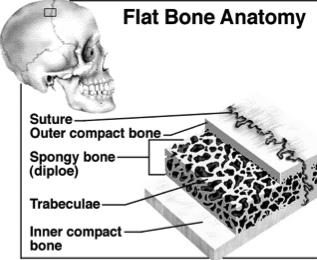 Structure of Short, Irregular, and Flat Bones Thin plates of periosteum-covered compact bone on the outside and endosteum-covered spongy bone within.