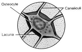 There are also circumferential lamellae that extend around the circumference of the shaft.