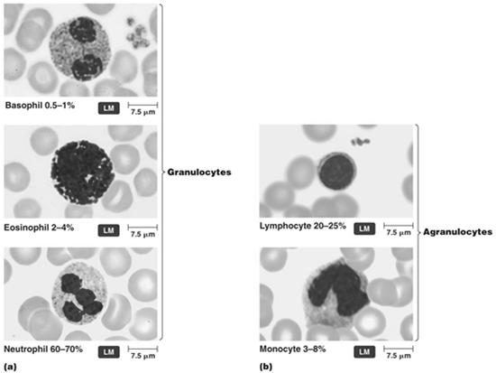 Leucocytes (white blood cells) Leukocytes Granulocytes (large cytoplasmic granules) Neutrophils phagocytes,