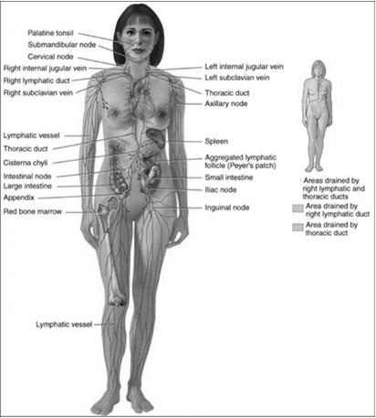 Human Lymph System/Nodes Exist in clusters Located along the lymphatic channels and blood vessels in the thoracic and abdominal cavity regions, armpit, groin and neck