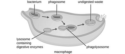 Ingestion Pseudopods enclose the pathogen or foreign material Form a phagosome Fig 17.