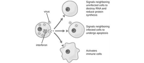 Soon the amastigotes will lyse the macrophage and be engulfed by other phagocytes, spreading the infection.