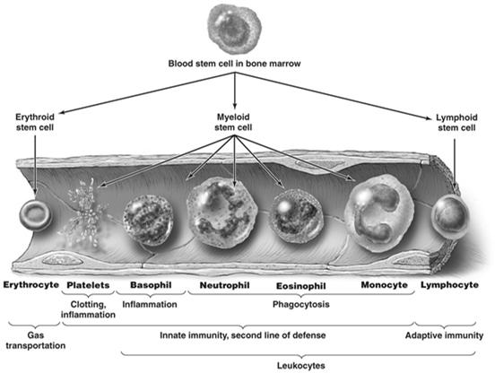 Stem cells From blood cells RBC platelets Hematopoietic stem cells (yolk sack and liver,