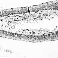 There was a mixed and occasionally dual expression of both SAα2,3Gal and SAα2,6Gal in the ciliated cells, goblet cells and basal cells (Fig 3).