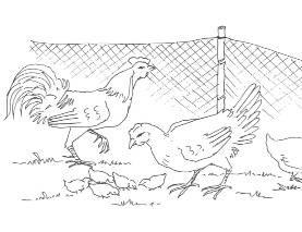 For poultry, you can put these new animals in a large basket, and make sure that your other poultry cannot come near the basket. 1. New animals have been bought and are brought into the farm.