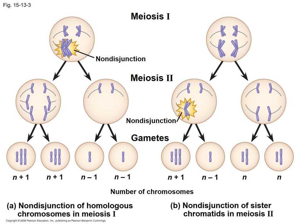 Abnormal Chromosome Number In nondisjunction, pairs of homologous chromosomes do not separate normally during
