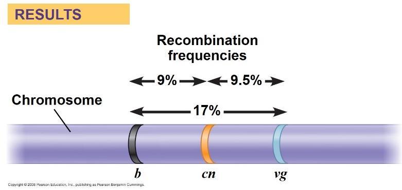 Mapping the Distance Between Genes Using Recombination Data: Scientific Inquiry Alfred Sturtevant, one of Morgan s students, constructed a genetic linkage map, an ordered list of the genetic loci
