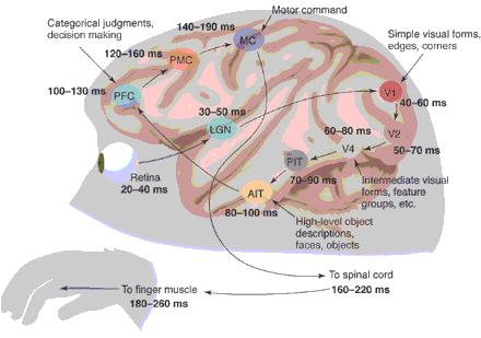 Delay in the Brain: Need for Extrapolation Thorpe and Fabre-Thorpe (2001) Due to neural conduction