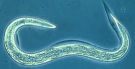 Avermectins: Mammalian Toxicity Broad-spectrum anti-parasitic agents used to