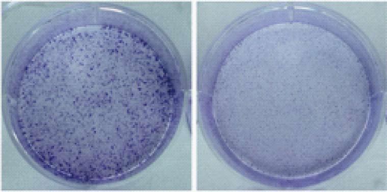 pancreatic cancer cell proliferation. Indicated PANC-1 (A) and MIA-PaCa-2 (B) cells were subjected to CCK-8 assays, a P < 0.