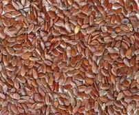 ) Methi seeds (Trigonella