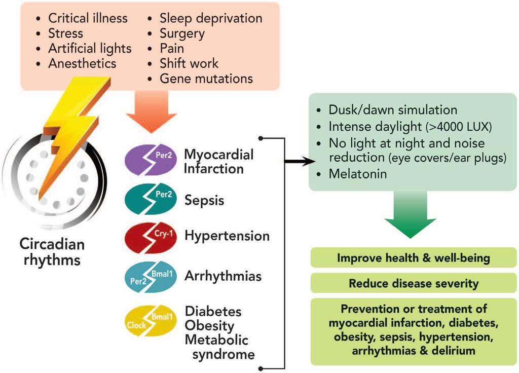 Health Implications of Disrupted Circadian Rhythms and the Potential