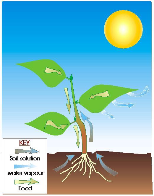 Critical Characteristics of Nitrogen Very Mobile in Soils (neg.