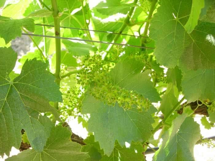 Situations to Avoid High Nitrogen Applications in Vineyards Still At Risk